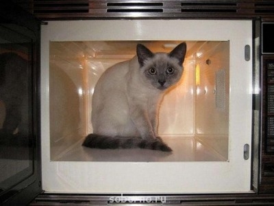 Кошки - очарование МОЁ - x_55fa9b60.jpg