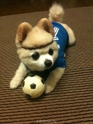 Наши верные друзья - собаки - x_0dcdc0f5.jpg