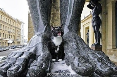 Кошки - очарование МОЁ - x_231b6037.jpg