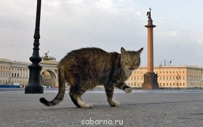 Кошки - очарование МОЁ - y_7d11af12.jpg