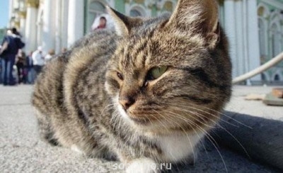 Кошки - очарование МОЁ - y_d9c26775.jpg