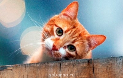 Кошки - очарование МОЁ - y_1a3b9a83.jpg