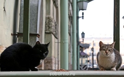 Кошки - очарование МОЁ - y_ab6001a8.jpg