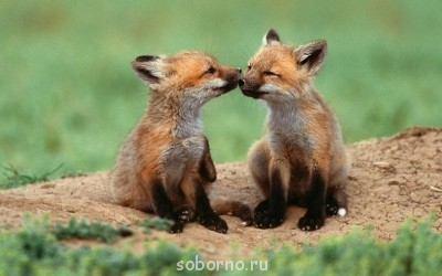 Они такие забавные смешные фото и видео  - y_288d7a04.jpg