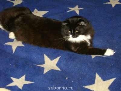 Кошки - очарование МОЁ - IMGP6617.JPG