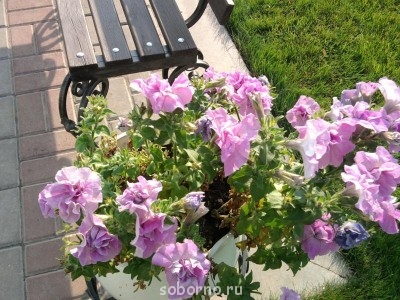 АЛЕКСИЕВО-АКАТОВ Женский монастырь. Воронеж  - 027.jpg