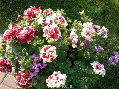 АЛЕКСИЕВО-АКАТОВ Женский монастырь. Воронеж  - 030.jpg