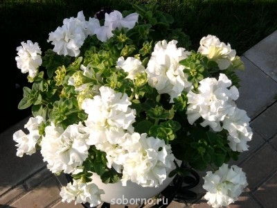 АЛЕКСИЕВО-АКАТОВ Женский монастырь. Воронеж  - 029.jpg