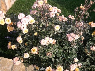 АЛЕКСИЕВО-АКАТОВ Женский монастырь. Воронеж  - 054.jpg