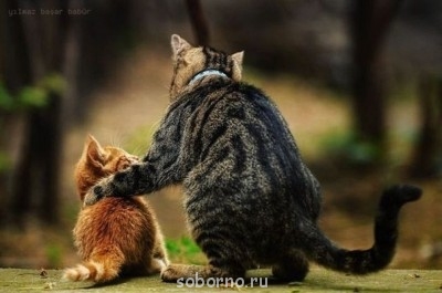 Кошки - очарование МОЁ - x_753c2fed.jpg