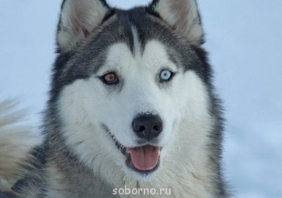 Наши верные друзья - собаки - x_1d0d73b4.jpg