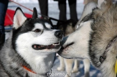 Наши верные друзья - собаки - x_ad6a1d20.jpg