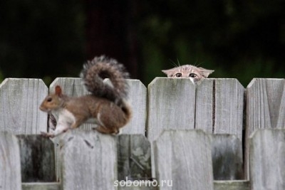 Они такие забавные смешные фото и видео  - x_70ee9f15.jpg