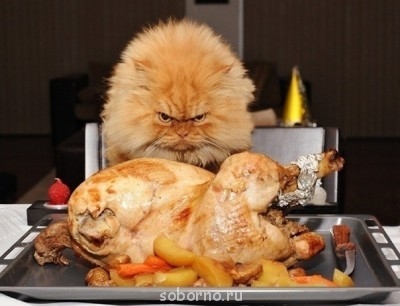 Они такие забавные смешные фото и видео  - x_329dabc2.jpg