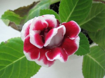 Домашние любимцы комнатные цветы  - IMG_0151.jpg