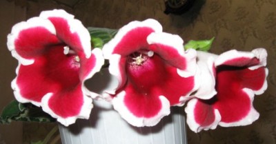 Домашние любимцы комнатные цветы  - IMG_2641.jpg