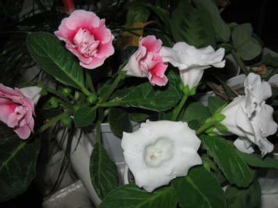 Домашние любимцы комнатные цветы  - IMG_2648.jpg
