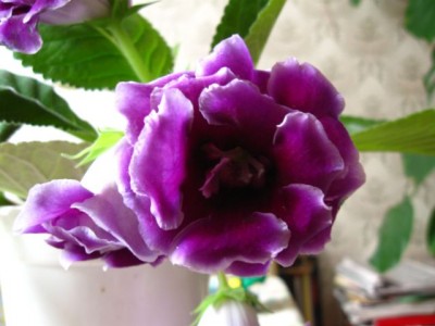 Домашние любимцы комнатные цветы  - IMG_2969.jpg