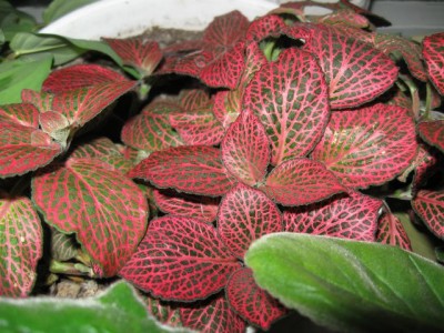 Домашние любимцы комнатные цветы  - IMG_2650.jpg