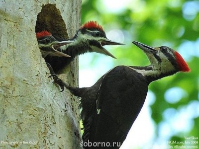 Они такие забавные смешные фото и видео  - y_0da58725.jpg