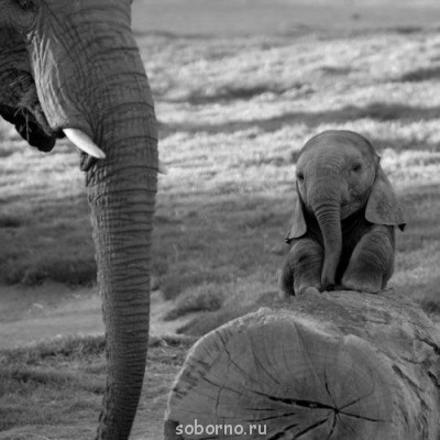 Они такие забавные смешные фото и видео  - x_b6c279fe.jpg