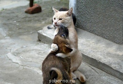 Кошки - очарование МОЁ - y_05311816.jpg