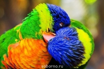 Рога и копыта, весёлая ЗоОфЛуДиЛьНя  - x_2a618bc4.jpg