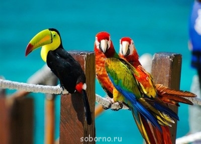 Рога и копыта, весёлая ЗоОфЛуДиЛьНя  - x_32e1d0af.jpg