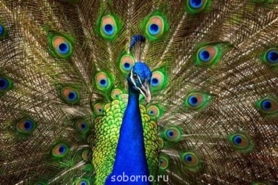 Рога и копыта, весёлая ЗоОфЛуДиЛьНя  - x_b828e0e1.jpg