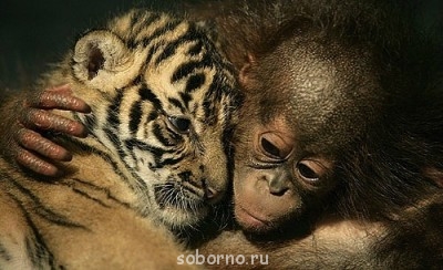 Они такие забавные смешные фото и видео  - x_5cff4b85.jpg