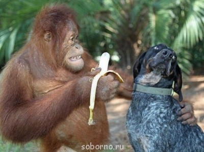 Они такие забавные смешные фото и видео  - y_3342817e.jpg