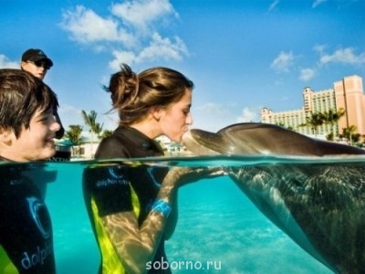 Дельфины - x_b532cb02.jpg