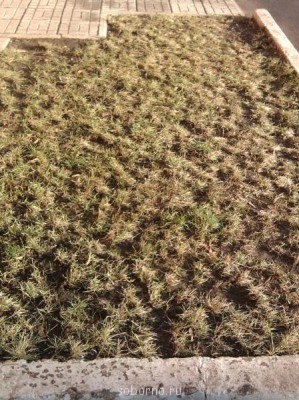 Каждая погода - благодать... - 004.jpg