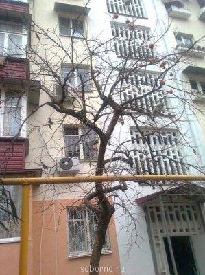 Каждая погода - благодать... - Фото1197.jpg