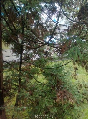 Каждая погода - благодать... - Фото1239.jpg