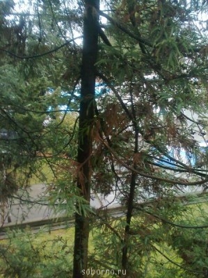 Каждая погода - благодать... - Фото1238.jpg