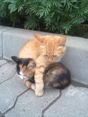 Кошки - очарование МОЁ - gallery_899_96_90994.jpg