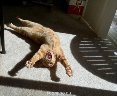 Они такие забавные смешные фото и видео  - x_9bd24914.jpg