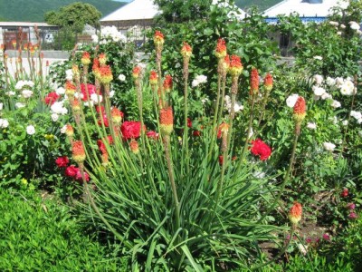 ТОПЛОВСКИЙ СВЯТО-ТРОИЦЕ-ПАРАСКЕВИЕВСКИЙ ЖЕНСКИЙ МОНАСТЫРЬ - 6.jpg