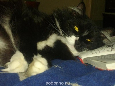 Кошки - очарование МОЁ - IMGP6856.JPG