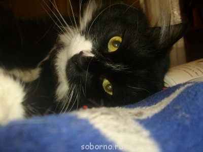 Кошки - очарование МОЁ - IMGP6862.JPG