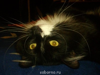 Кошки - очарование МОЁ - IMGP6874.JPG