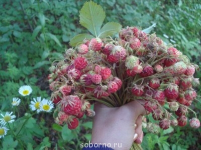 Завалинка - y_c0129de2.jpg