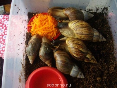 Улитки Ахатины - IMGP7071.JPG