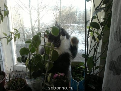 Кошки - очарование МОЁ - 008.jpg