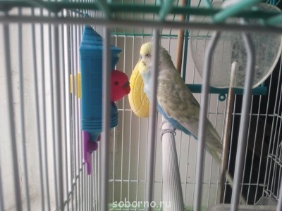 Мой пернатый друг домашние птицы  - 2012-03-29 16.11.35.jpg