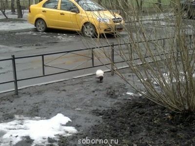 Пернатые соседи дикие  - 002.jpg