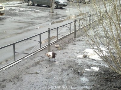 Пернатые соседи дикие  - 003.jpg