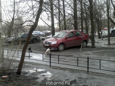 Пернатые соседи дикие  - 004.jpg