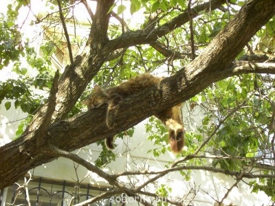 Кошки - очарование МОЁ - PICT1292.JPG